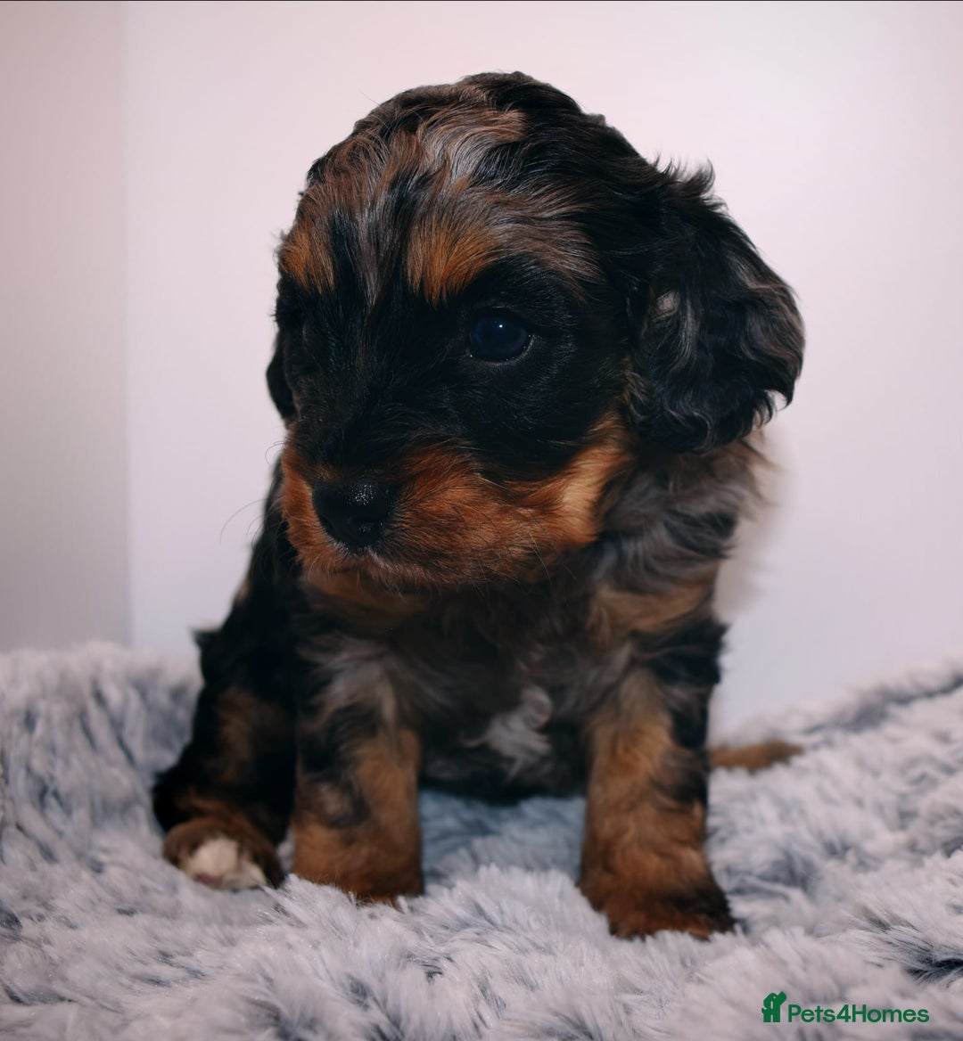 Cavapoo dogs for sale: Extensively Health tested Rare F1 Cavapoos - Image 10