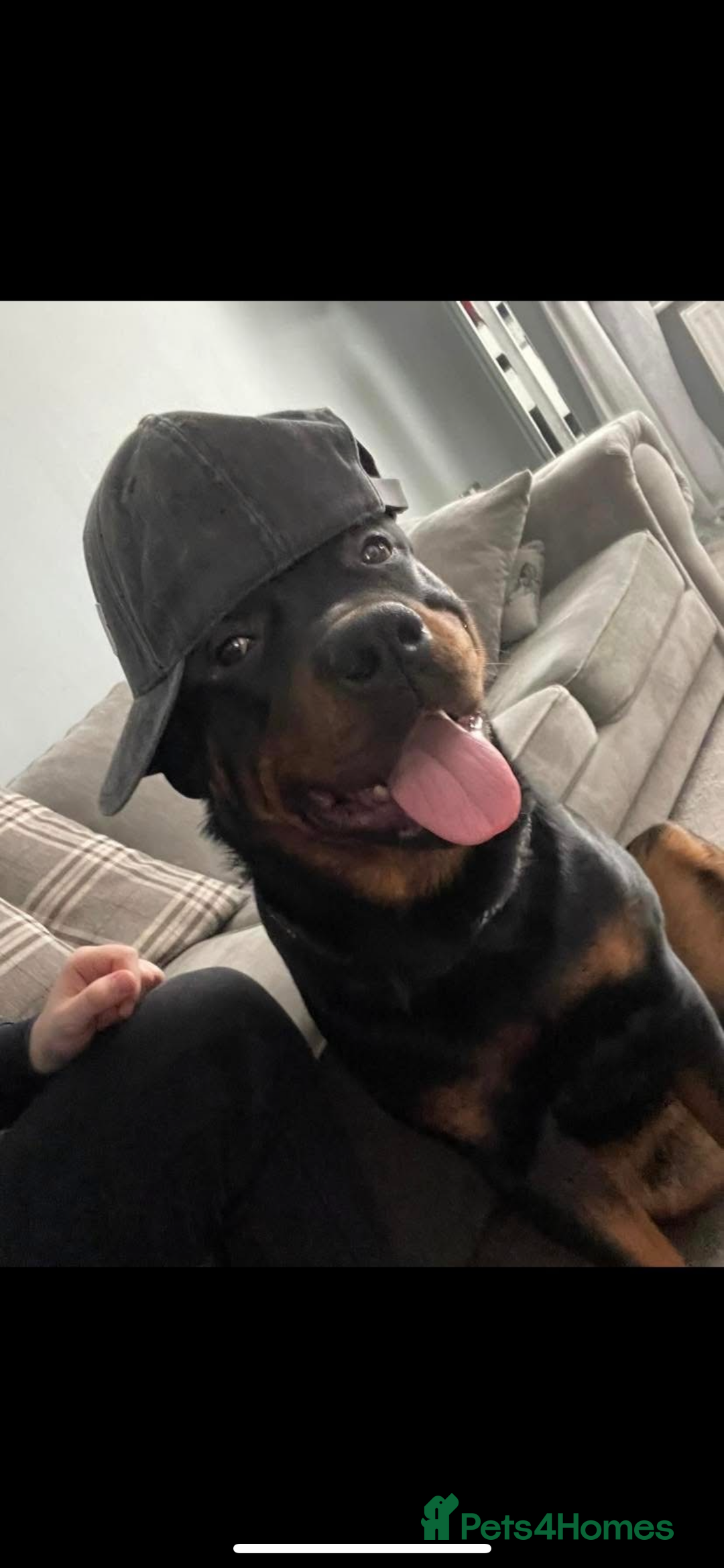 Rottweiler dogs for sale: Pedigree German chunky Rottweiler puppies  - Advert 28