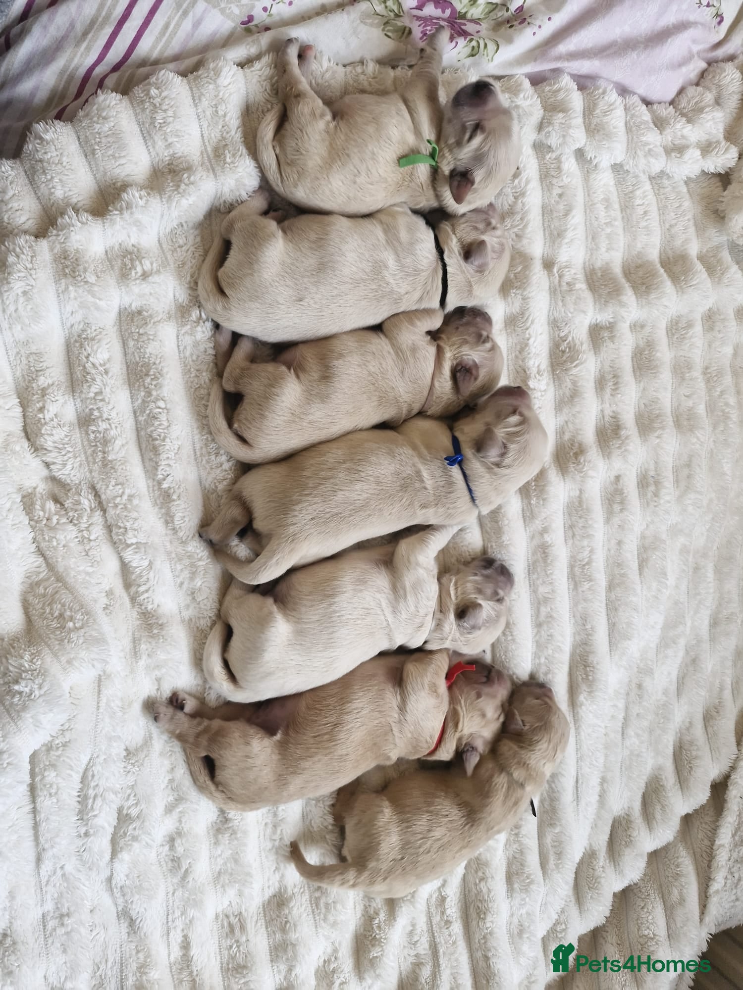 Golden Retriever dogs European bloodline GR puppies  - Advert 12