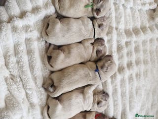 Golden Retriever dogs European bloodline GR puppies - Advert 12