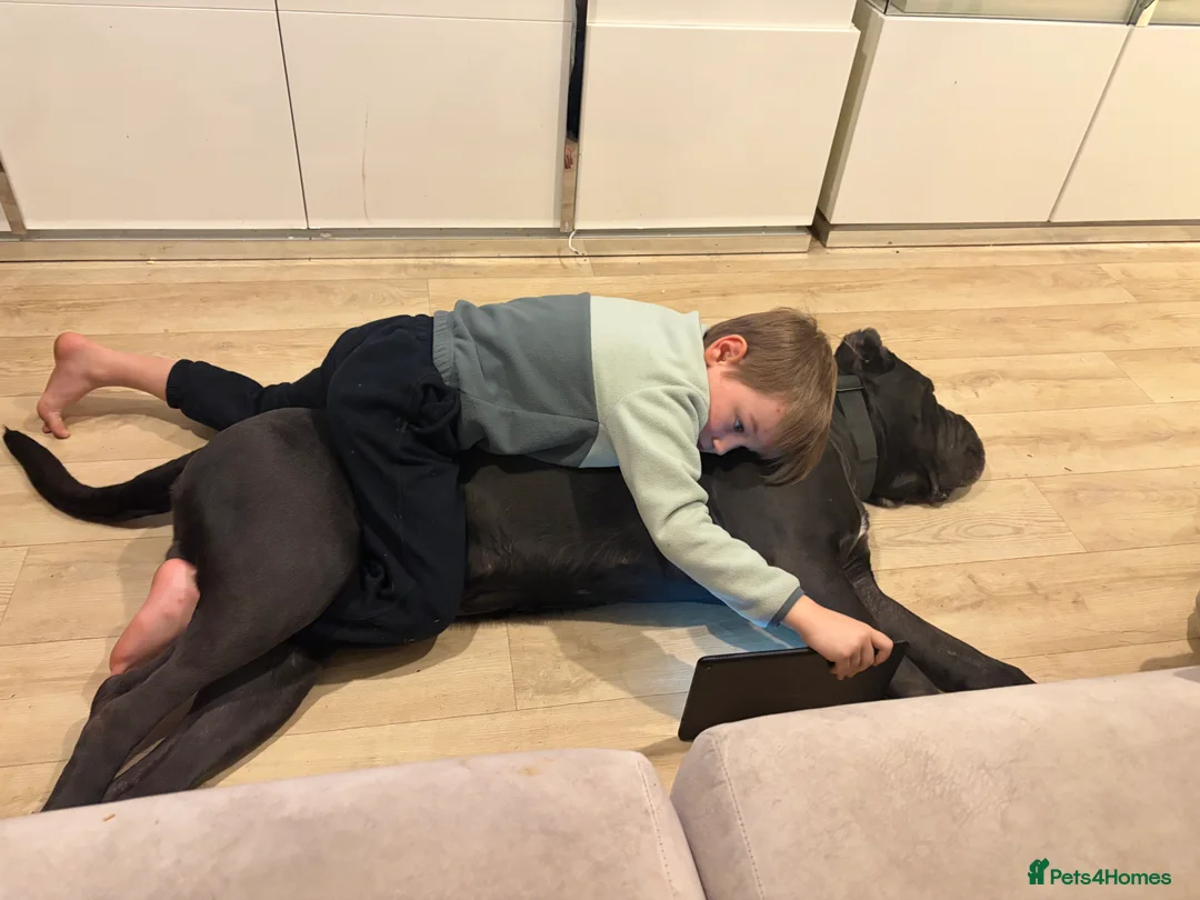 Cane Corso dogs for stud: Genuine Cane Corso Top Quality - Advert 9