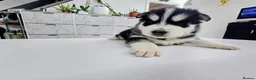 Shepsky dogs for sale: The new generation has arrived 🙌  - Advert 17