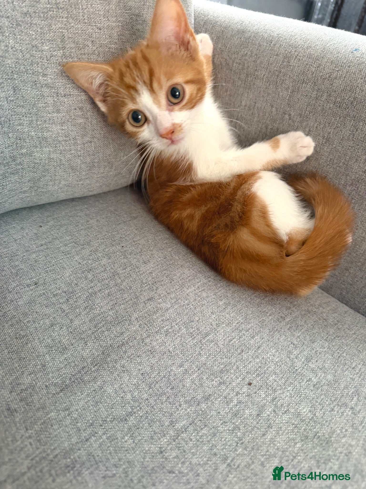 Mixed Breed cats for sale: 2 kittens ready for new homes - Advert 5