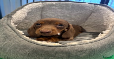 Miniature Dachshund dogs - Advert 6
