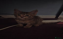 Domestic Shorthair cats for sale: Adorable Female Kitten Looking for a Home 🐾 - Image 2