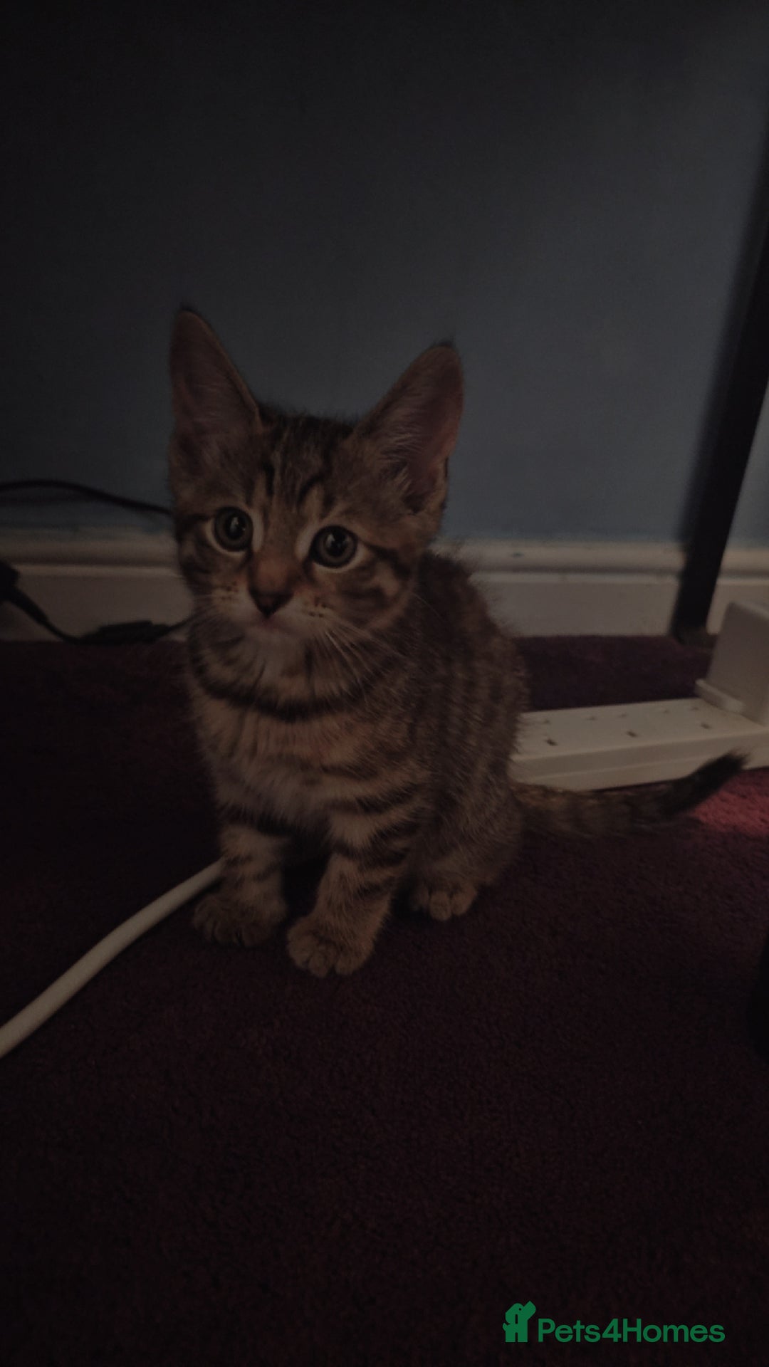 Domestic Shorthair cats for sale: Adorable Female Kitten Looking for a Home 🐾 - Image 2