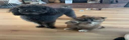 Chow Chow dogs for sale: EXPECTED PUPPIES in Newtownards - Advert 10