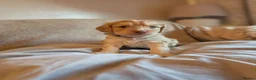 Cockapoo dogs for sale: Stunning litter of Cockerpoo puppies - Advert 4