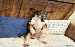 Jack Russell dogs for stud: STUD ONLY - Image 2