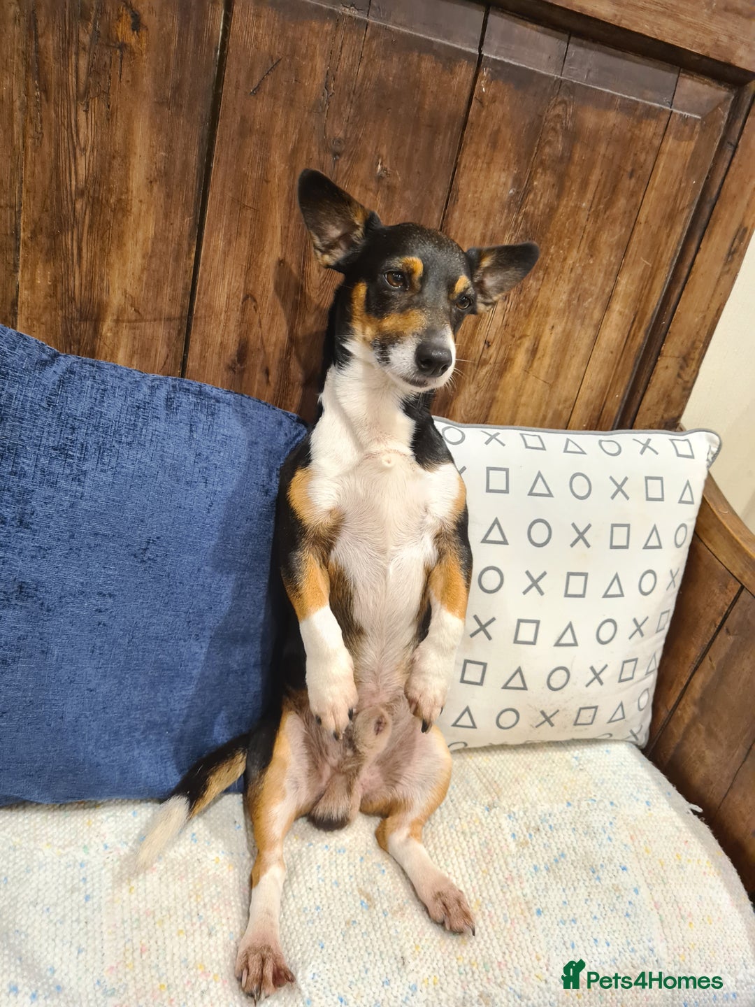 Jack Russell dogs for stud: STUD ONLY - Image 2
