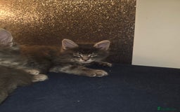 Maine Coon cats for sale: Maine Coon kittens  - Advert 9