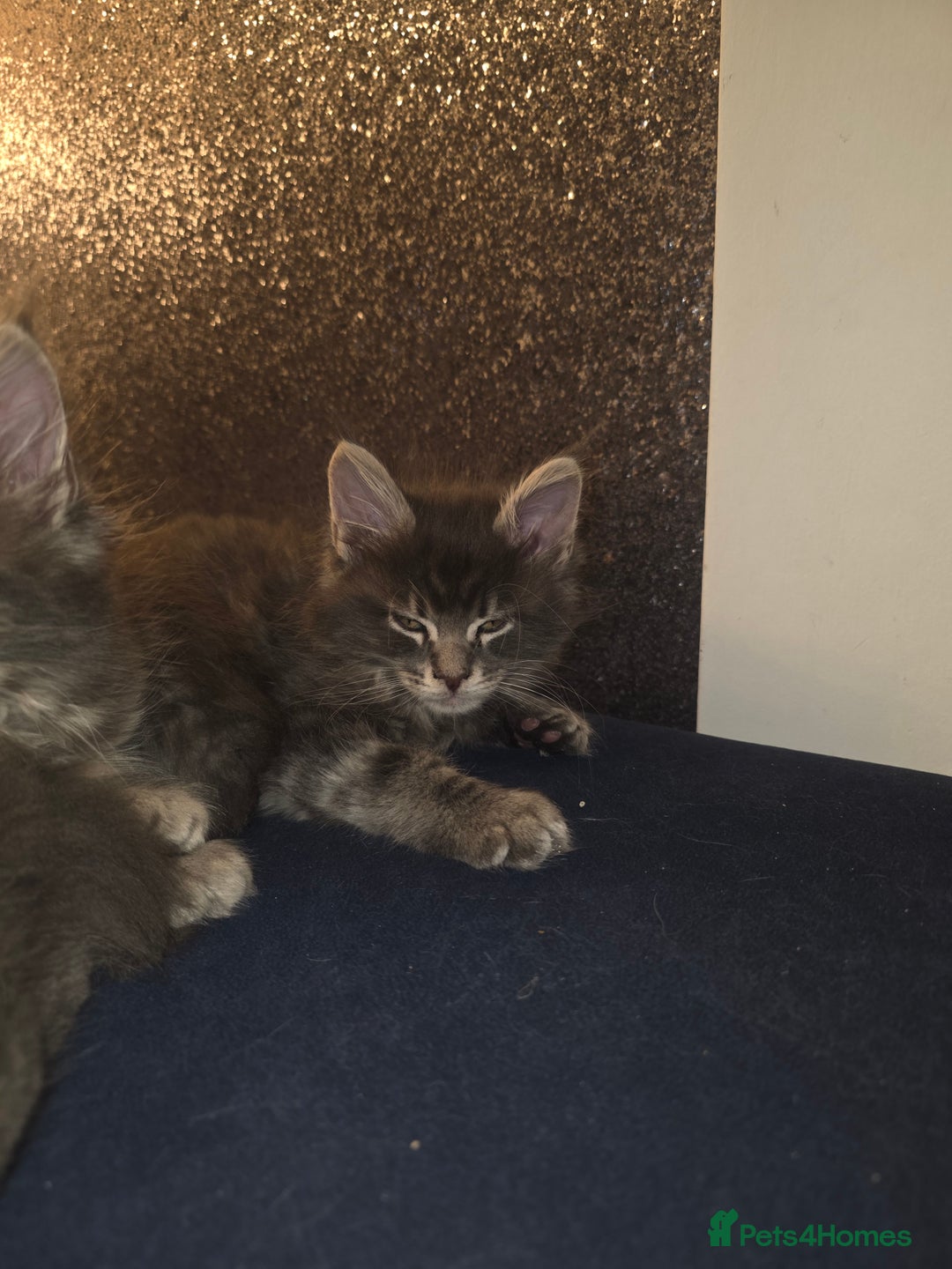 Maine Coon cats for sale: Maine Coon kittens  - Advert 9