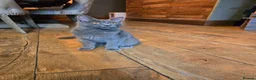 Maine Coon cats for sale: GCCF Blue Maine Coon litter ready to go - Advert 2
