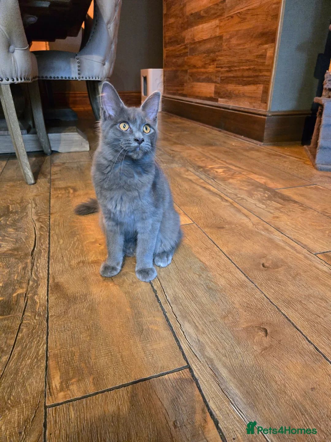 Maine Coon cats for sale: GCCF Blue Maine Coon litter ready to go - Advert 2
