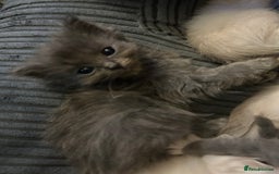 Ragdoll cats for sale: 3 blue lynx and 1  blue Ragdoll x Bengal kittens  - Image 15