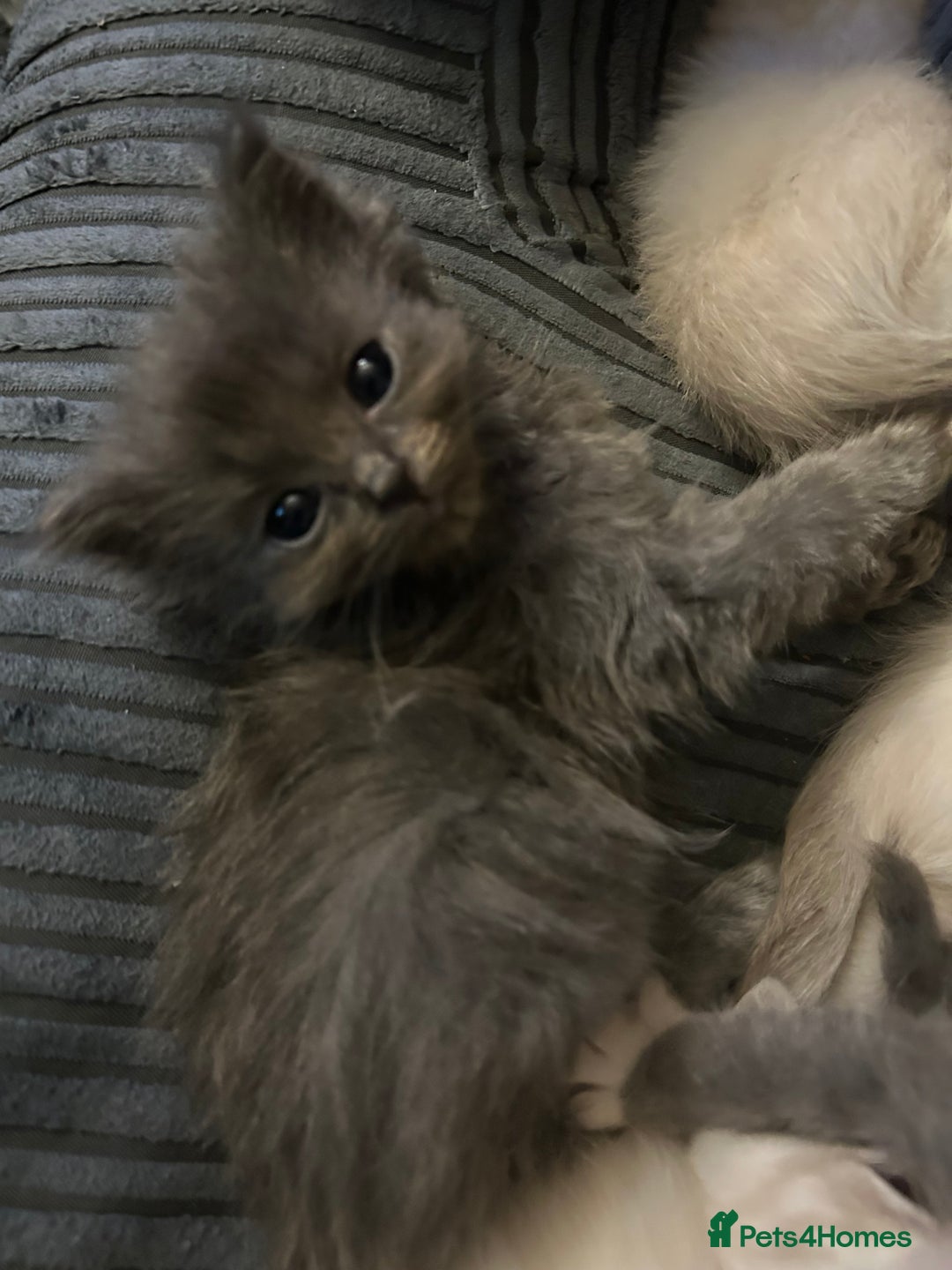 Ragdoll cats for sale: 3 blue lynx and 1  blue Ragdoll x Bengal kittens  - Image 15