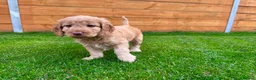 Mixed Breed dogs for sale: Beautiful Schnoodle Babies 🐾🐾🐾 - Advert 18