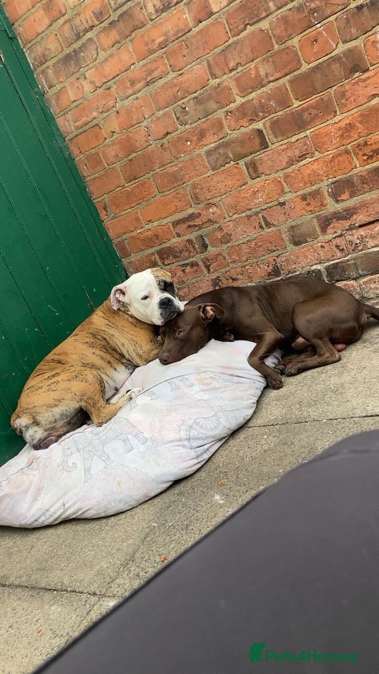 Mixed Breed dogs Puppies for sale  - Advert 13