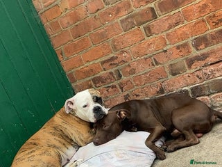 Mixed Breed dogs Puppies for sale - Advert 3