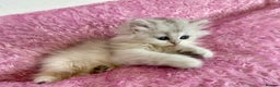 British Longhair cats for sale: British longhair and shorthair  - Advert 7
