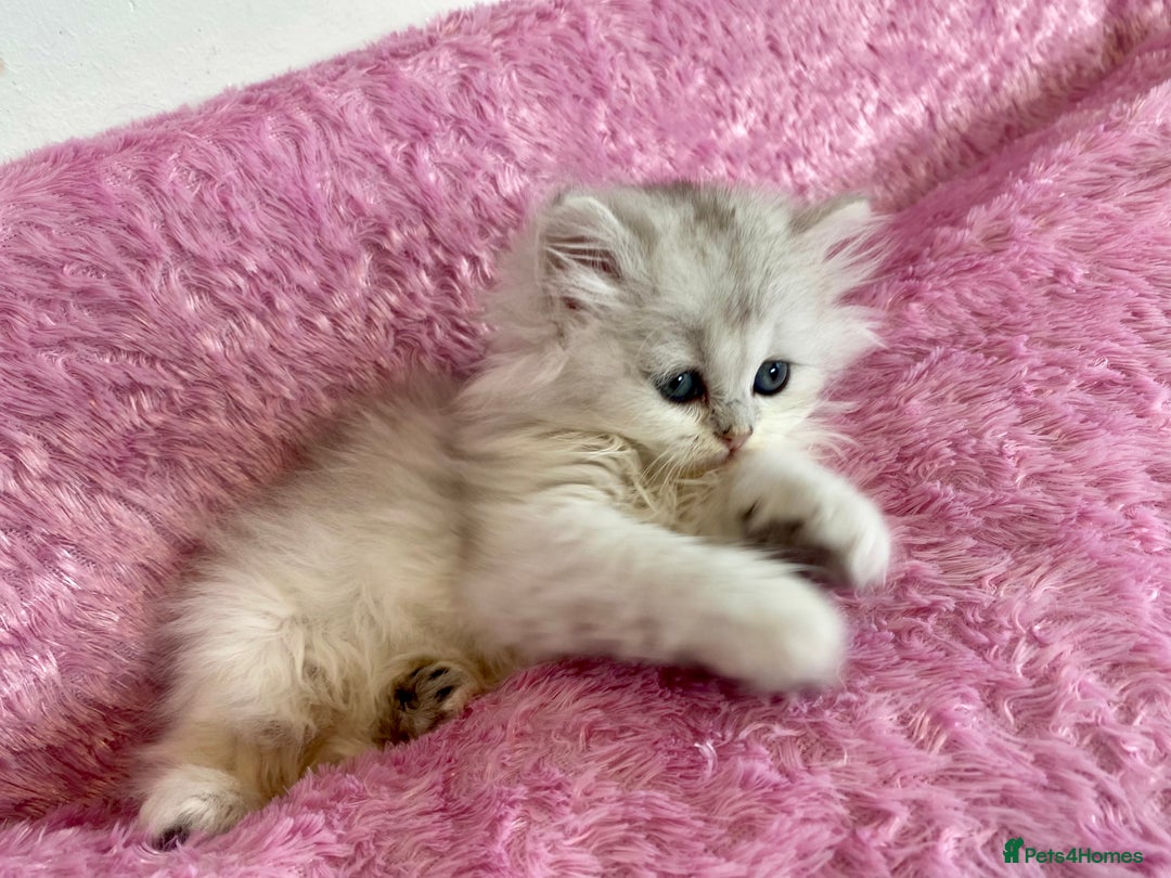 British Longhair cats for sale: British longhair and shorthair  - Advert 7