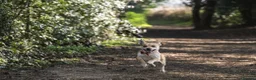 Mixed Breed dogs for sale: Beautiful healthy chiapoo's - Advert 14