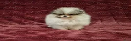Pomeranian dogs for sale: Ultra Teddy Bear Pomeranian Puppies - Advert 14