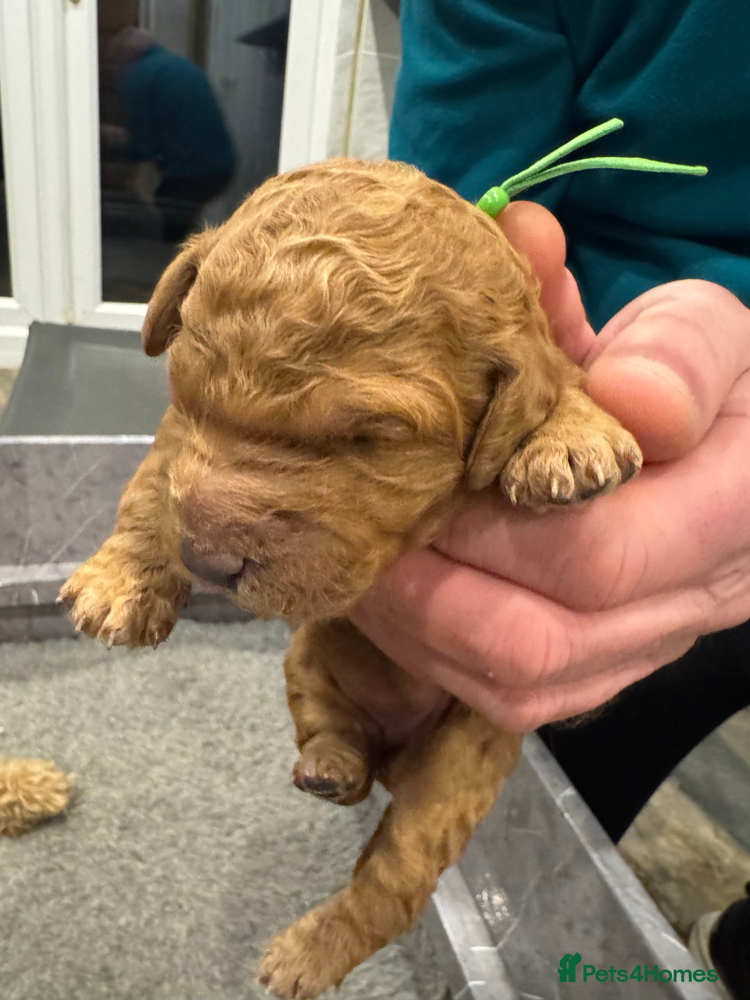 Goldendoodle dogs for sale: Golden doodles f1b - Advert 21