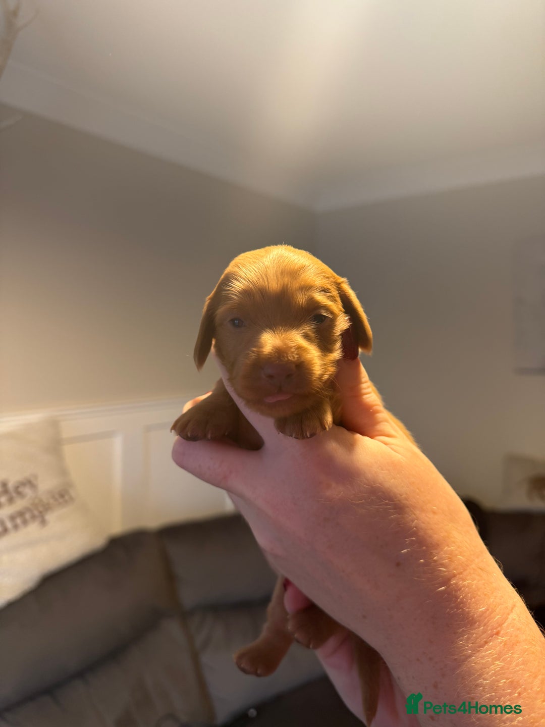 Miniature Dachshund dogs for sale: Miniature Dachshund puppies  - Advert 7