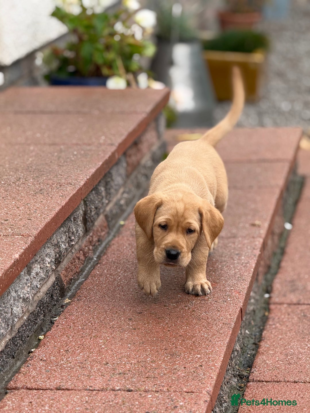 Labrador Retriever dogs for sale: KC registered fox red lab pups - Advert 7
