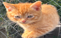 Mixed Breed cats for sale: Pure Ginger GIRLS - Image 2