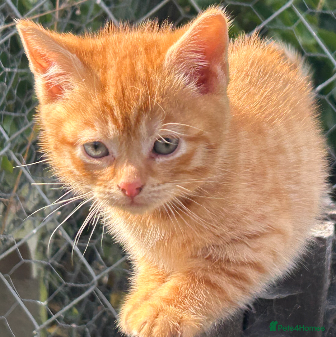 Mixed Breed cats for sale: Pure Ginger GIRLS - Image 2