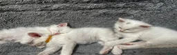Turkish Angora cats for sale: Turkish Angora Long-hair kittens - Advert 5