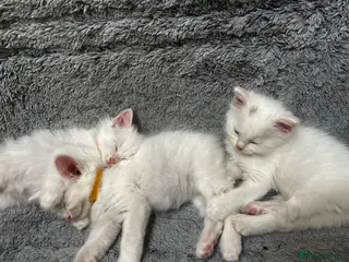 Turkish Angora cats Turkish Angora Long-hair kittens - Advert 3