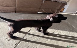 Cocker Spaniel dogs for sale: FULLY VACCINATED Black FEMALE cocker spaniel in Mold - Image 3
