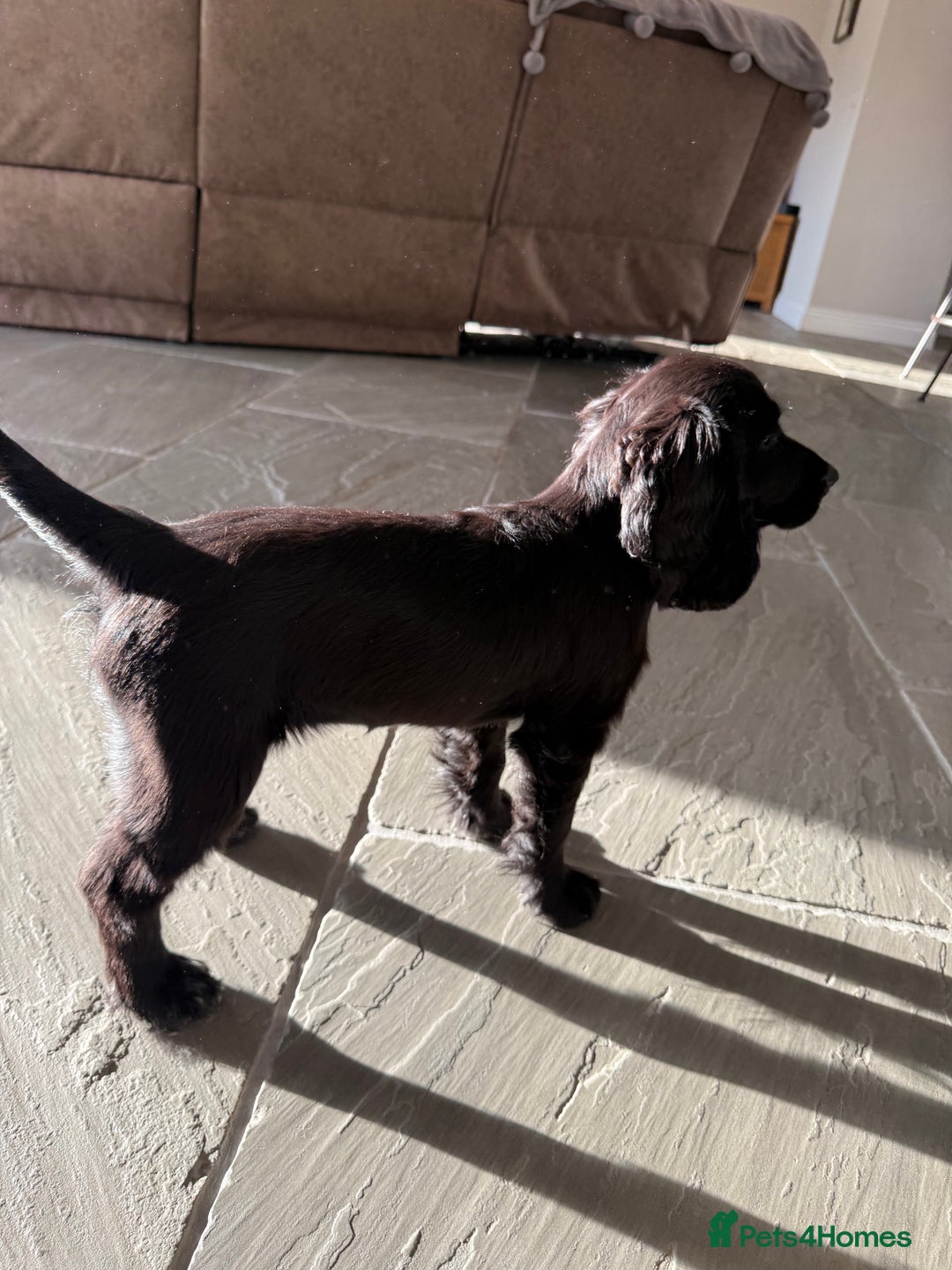 Cocker Spaniel dogs for sale: FULLY VACCINATED Black FEMALE cocker spaniel in Mold - Image 3