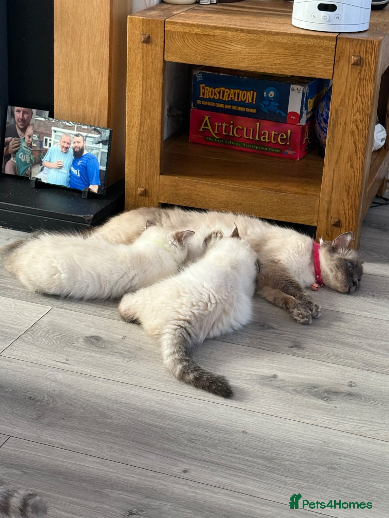 Ragdoll cats Stunning pure ragdoll kittens 10 weeks old - Advert 1