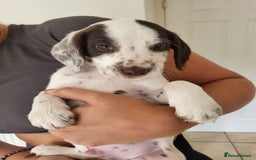 Mixed Breed dogs for sale:  Dalmaspoodles! Dalmation X springer/poodle pups - Image 8