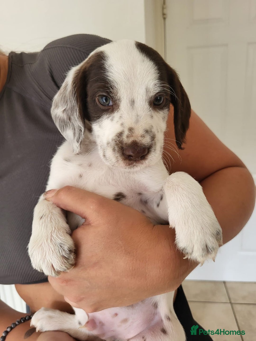 Mixed Breed dogs for sale:  Dalmaspoodles! Dalmation X springer/poodle pups - Image 8