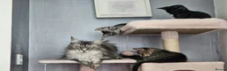 Maine Coon cats for sale: 2 main coon kittens available🐱 - Advert 9