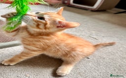 Mixed Breed cats for sale: Adorable bengal & tabby mix kittens - Image 5