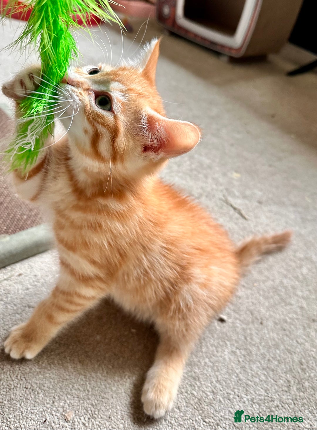 Mixed Breed cats for sale: Adorable bengal & tabby mix kittens - Image 5