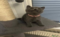 British Shorthair cats for sale: Shorthair Kittens for Sale - Champion Bloodline - Image 8