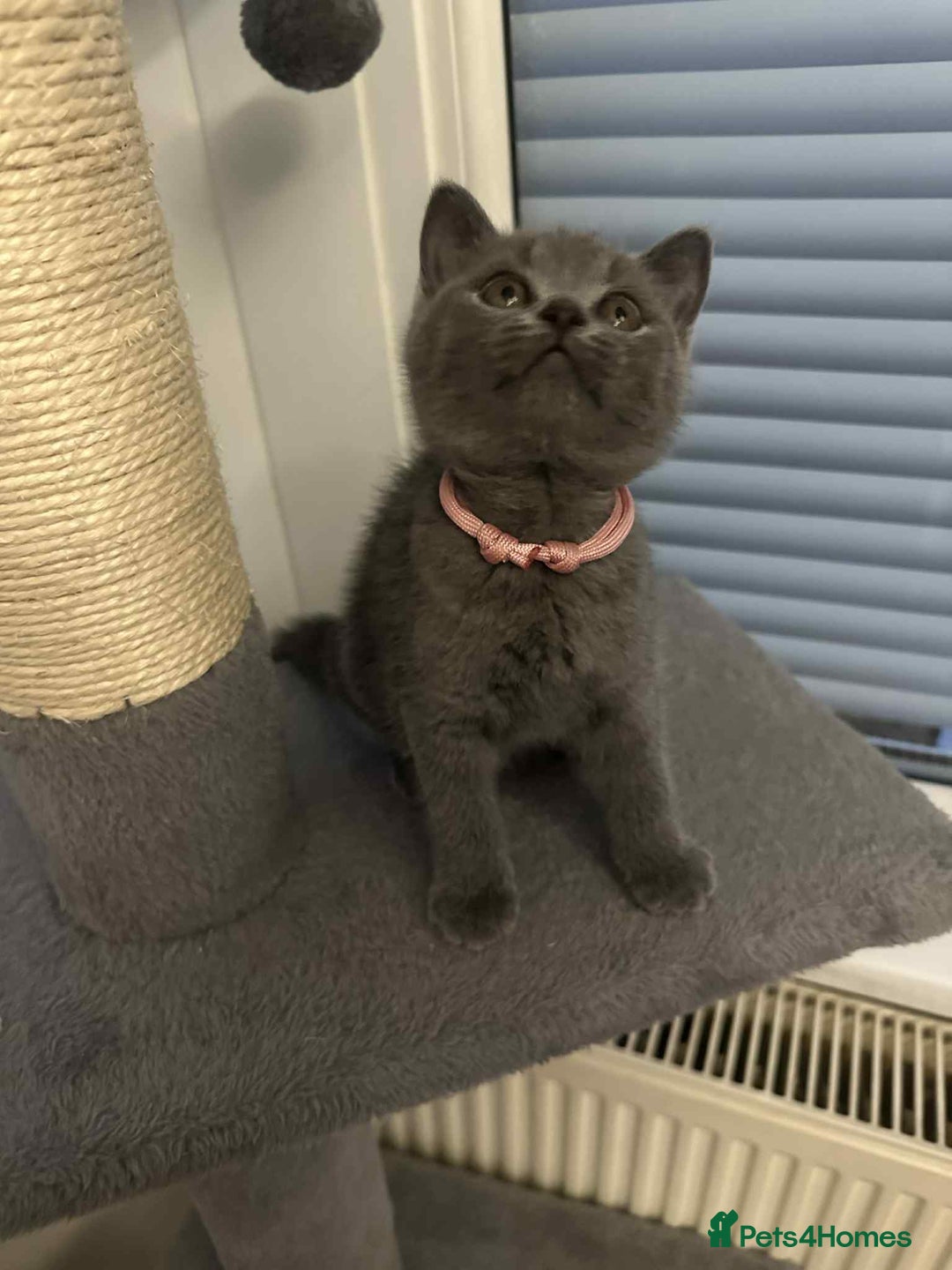 British Shorthair cats for sale: Shorthair Kittens for Sale - Champion Bloodline - Image 8