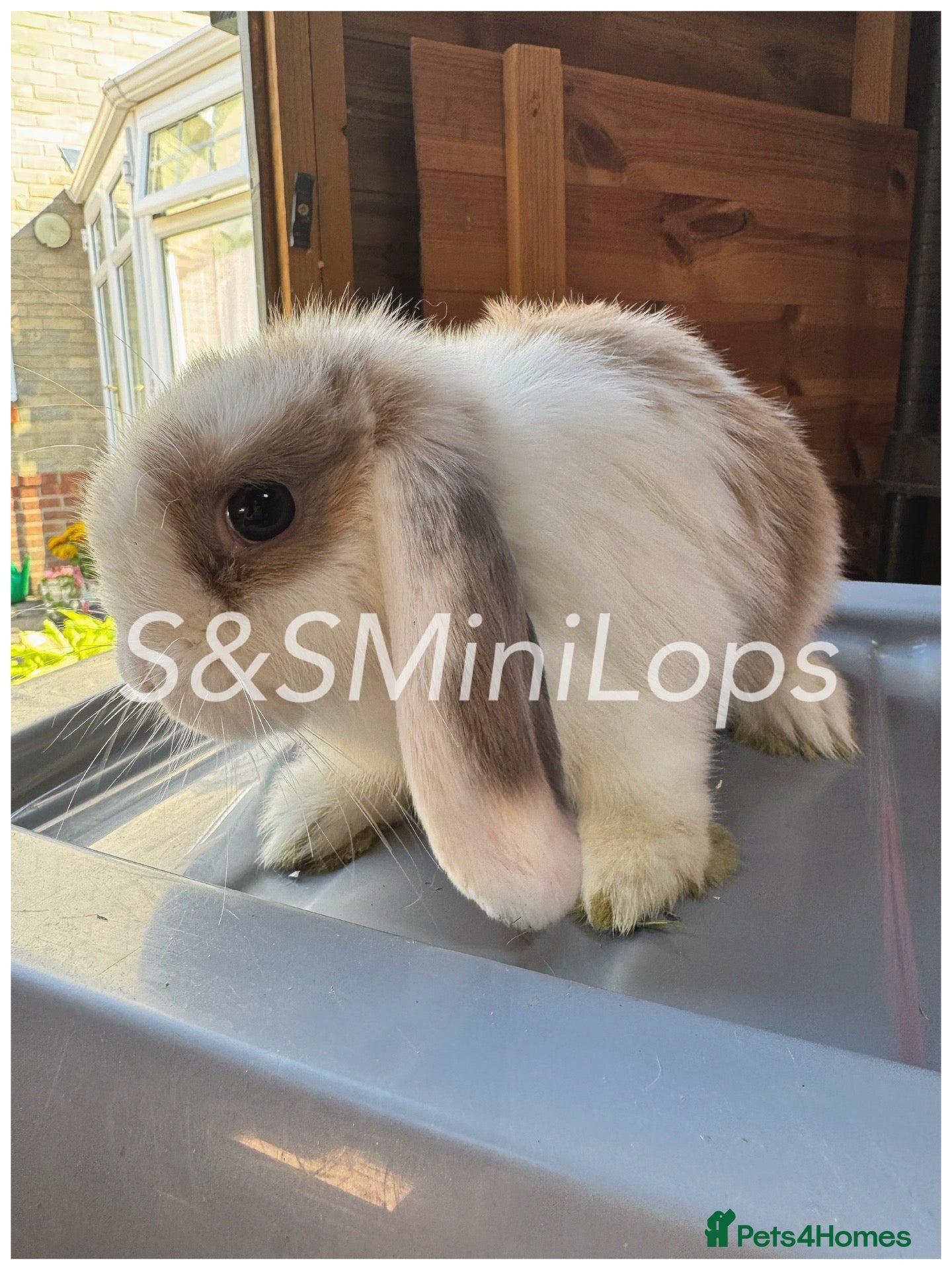 Mini Lop rabbits 3 Mini Lop Kits For Sale - Ready To Leave Now  - Advert 1