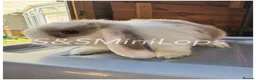 Mini Lop rabbits for sale: 3 Mini Lop Kits For Sale - Ready To Leave Now  - Advert 1