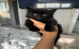 Mixed Breed cats for sale: 4 Long haired kittens - Image 1