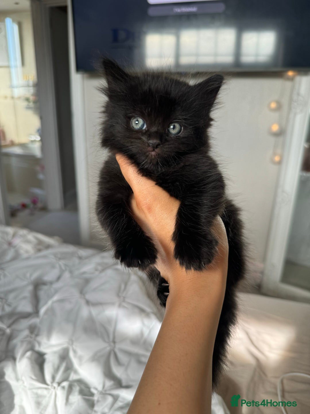 Mixed Breed cats for sale: 4 Long haired kittens - Image 1