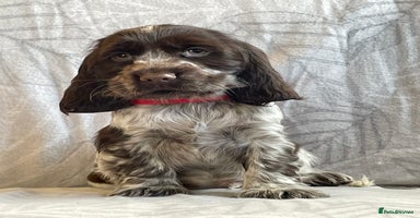 Cocker Spaniel dogs - Advert 12