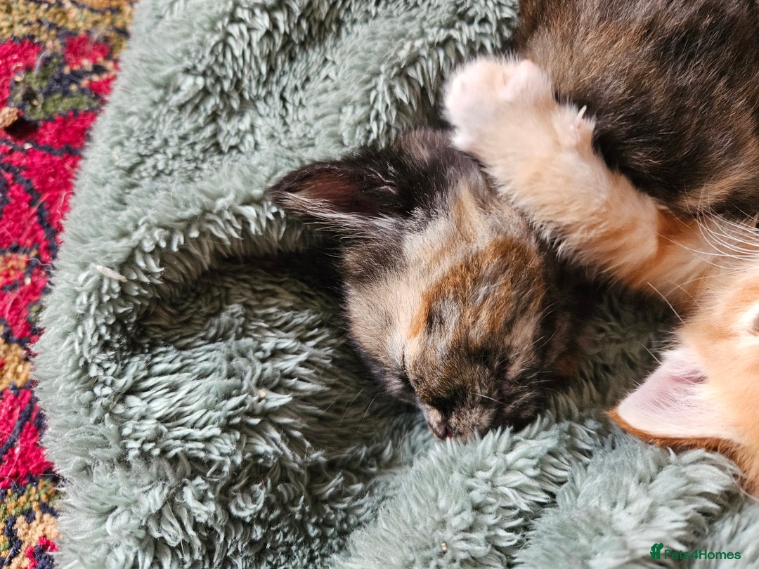 Mixed Breed cats for sale: 5 Beautiful Kittens Ready Soon - Image 4
